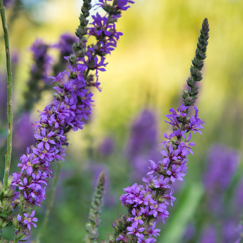 Blutweiderich (Lythrum salicaria), mit hochwüchsigem, aufrechtem Wuchs und dichten, leuchtend purpurrötlichen Blütenähren.