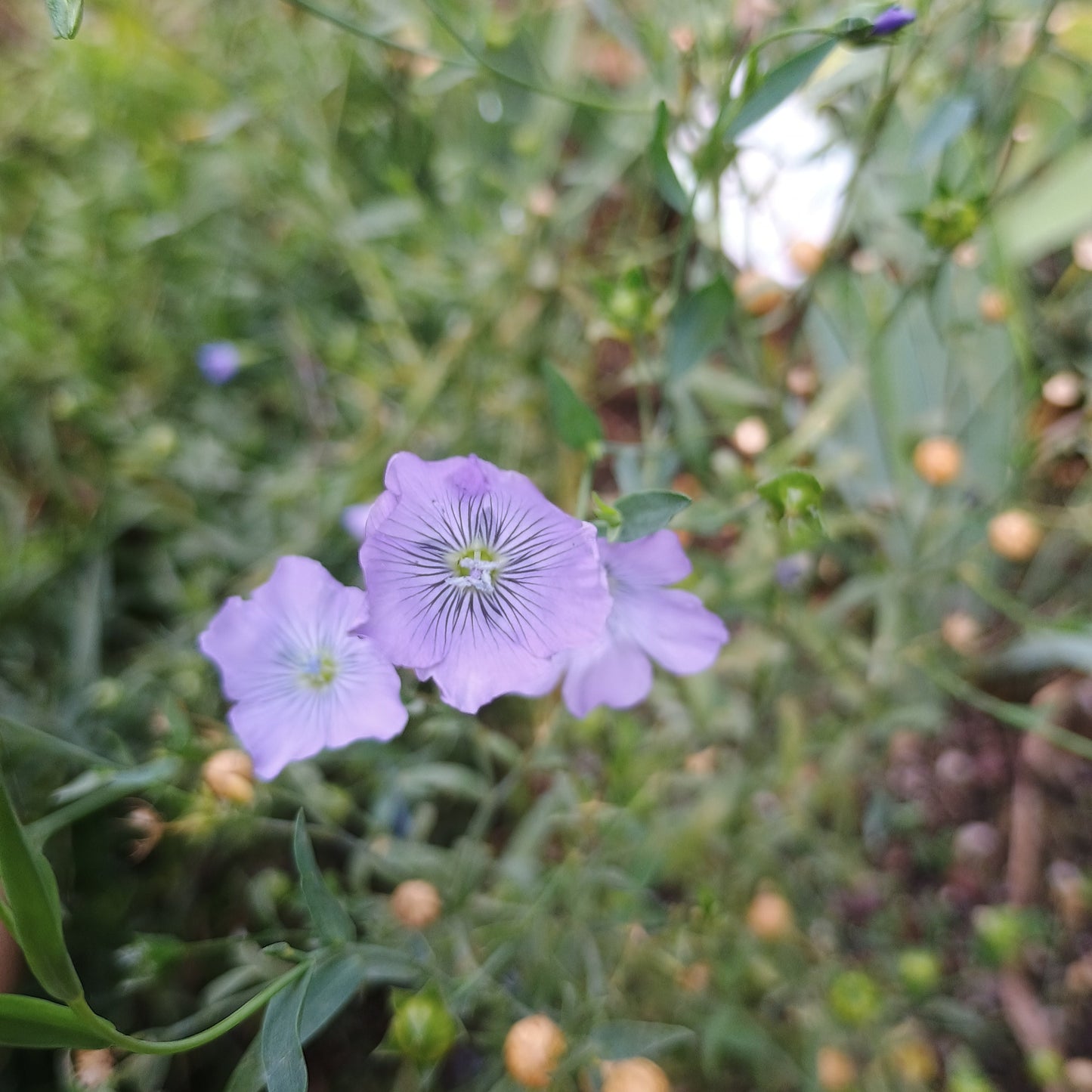 Gemeiner Lein (Linum usitatissimum), mit schlankem, aufrechtem Wuchs, schmalen, leicht blaugrünen Blättern und zarten, himmelblauen bis zartlila Blüten.