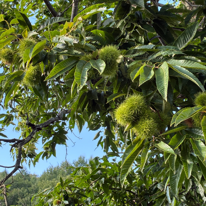 Esskastanienbaum Patenschaft