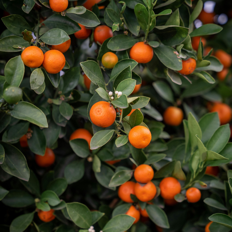 Mandarinenbaum Patenschaft