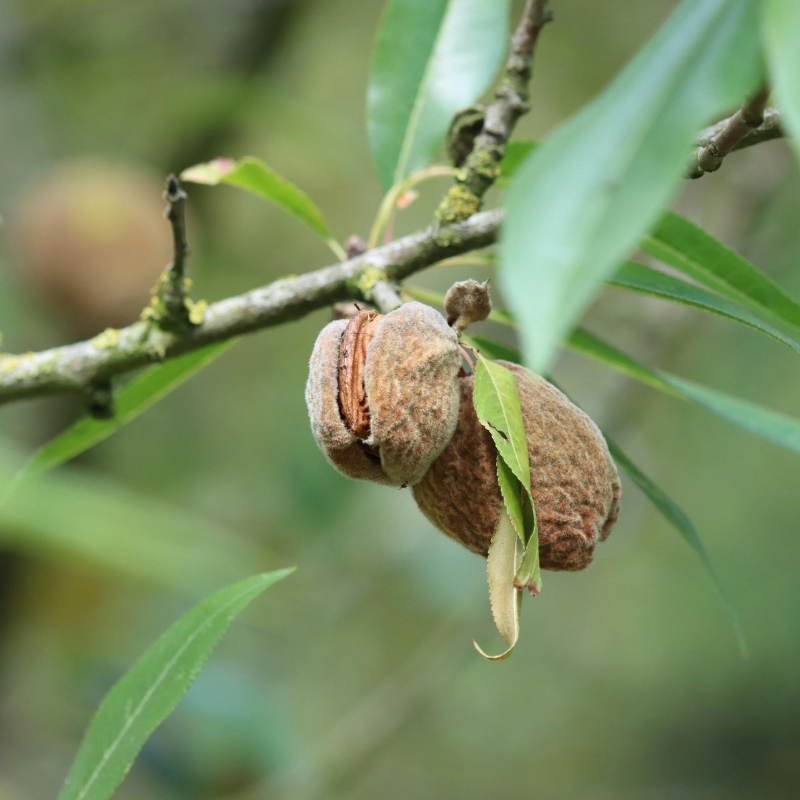 Mandelbaum mit Mandeln
