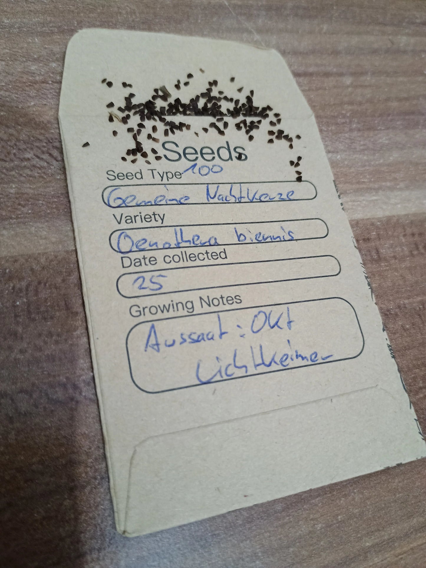 Gemeine Nachtkerze Samenpackung Oenothera biennis kaufen – gelbe duftende Wildblume Aussaat