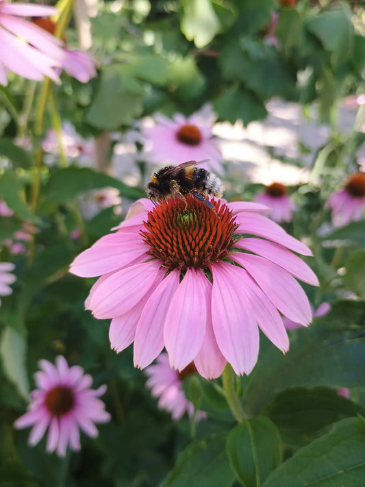 Bienenmagneten für Garten und Balkon: 10 Pflanzen im Überblick
