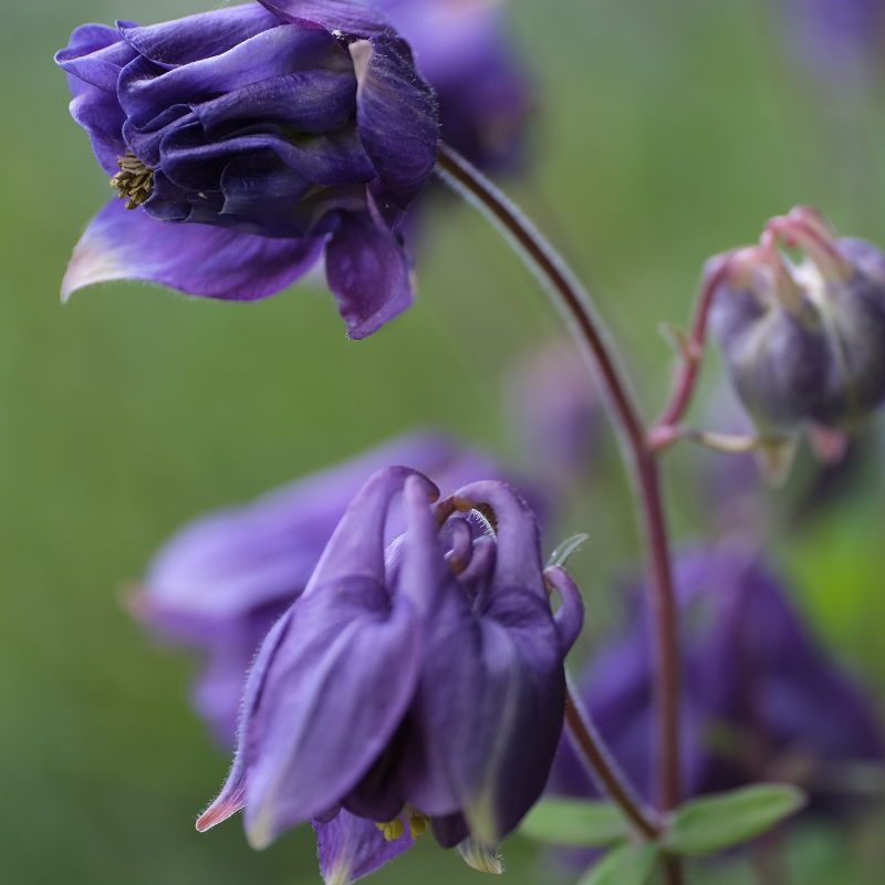 Nickende, glockenförmige Blüte der Akelei, intensiv blau-violett gefärbt, drei bis fünf Zentimeter groß, auffälliger Sporn, prächtige Insektenweide von Mai bis Juni.