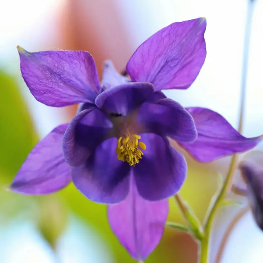 Handgeerntete Akelei Samen (Aquilegia vulgaris) – Elegante Zierstaude von Amigato