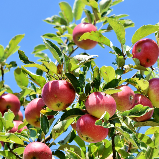 Apfelbaum Patenschaft