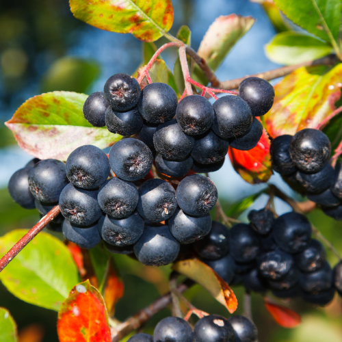 Aronia (Aronia melanocarpa), mit elliptischen, glänzend grünen Blättern und dunkelvioletten, runden Früchten.