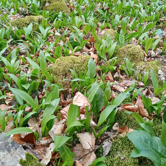 Handgeerntete Bärlauch Samen (Allium ursinum) – Wilder Knoblauch von Amigato