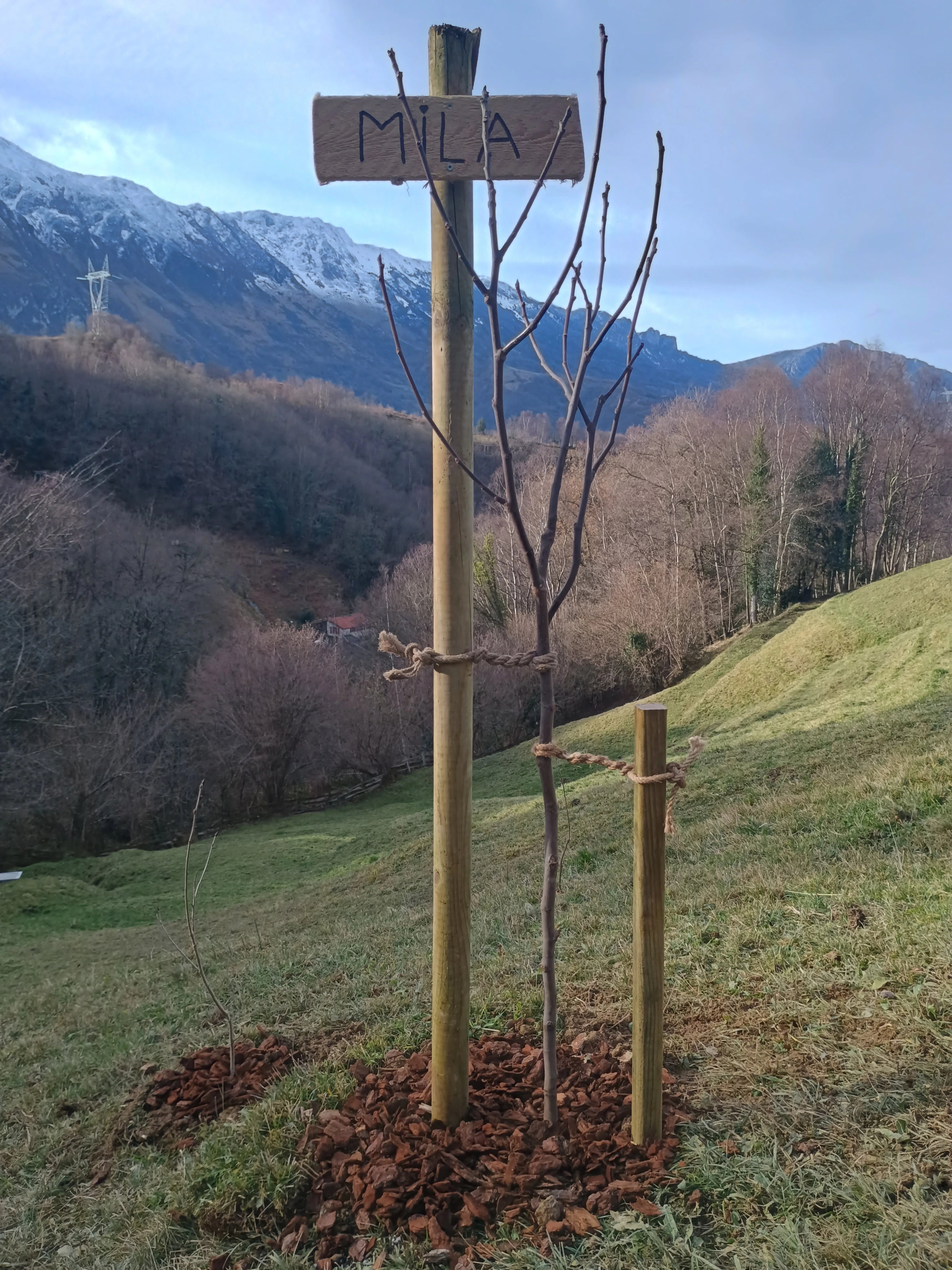 Baumpatenschaft Feigenbaum Mila jung gepflanzt mit Namensschild in spanischen Bergen
