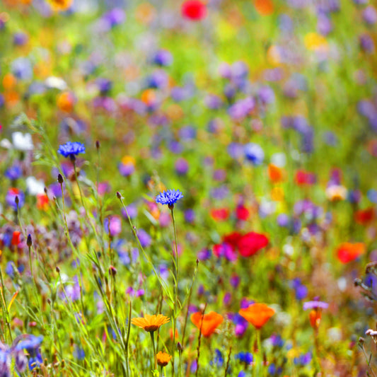 Blumenwiese Samen mehrjährig – Bienenfreundliche Wildbienenmischung von Amigato
