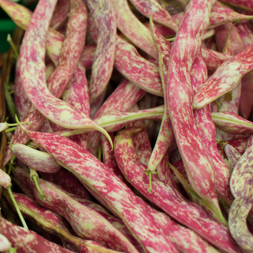 Grüne bis rötliche Bohnenhülsen, geschliert.