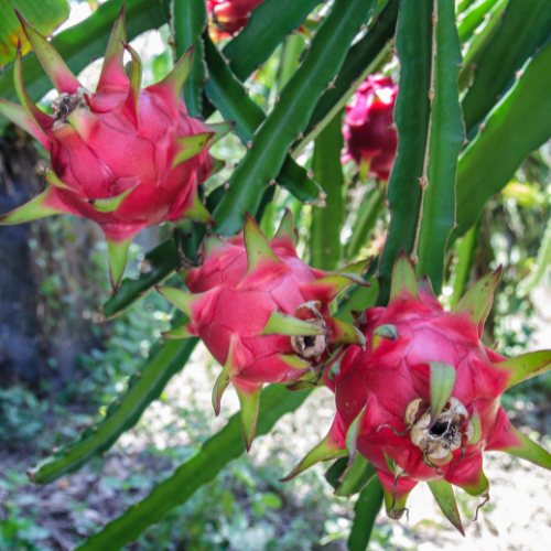 Drachenfrucht (Hylocereus undatus), mit kletterndem, sukkulentem Stängel, glänzend grünen, dreikantigen Trieben und großen, rosa Drachenfrüchten