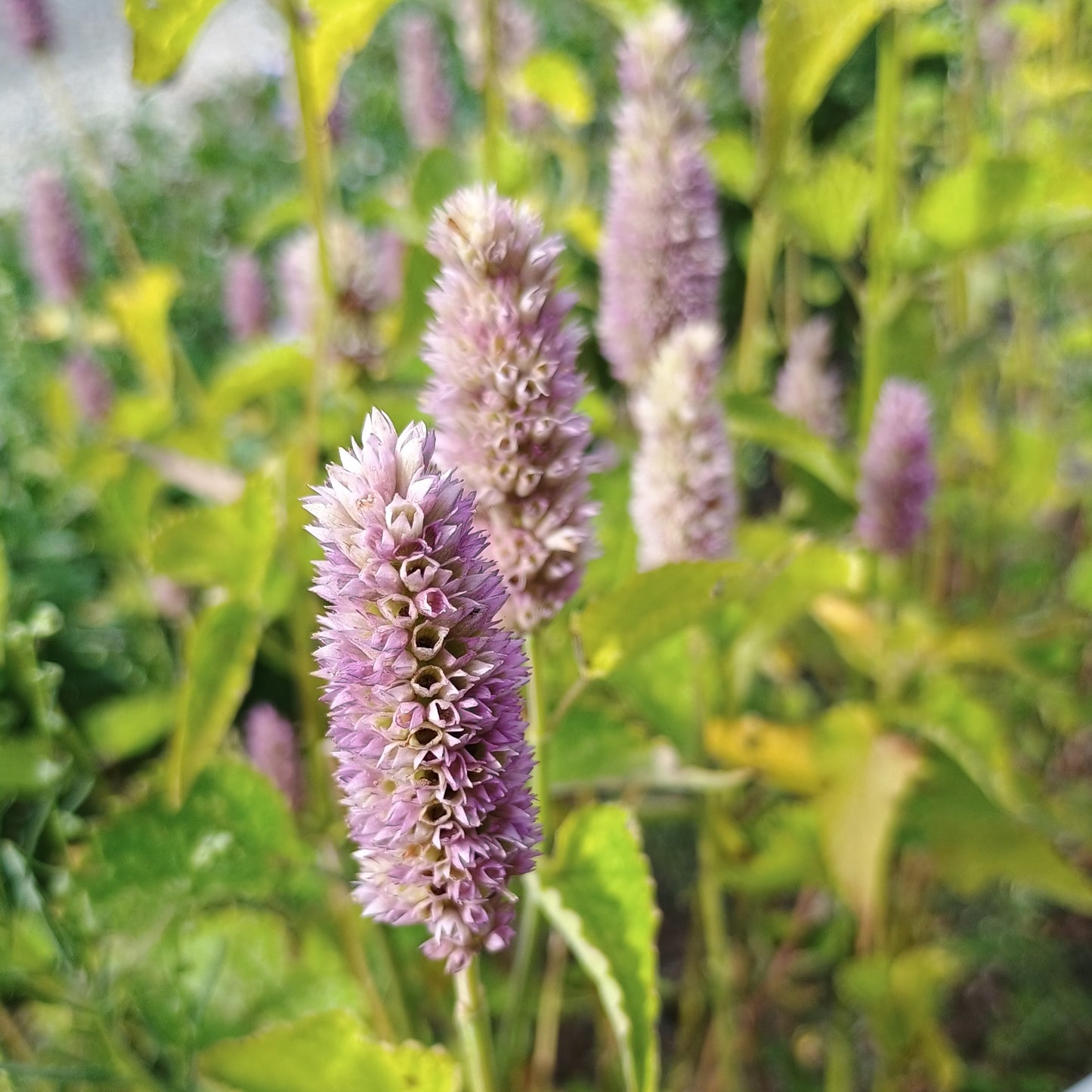 Duftnessel (Agastache), mit aufrechtem Wuchs und auffälligen, violetten bis rosafarbenen Blütenähren.