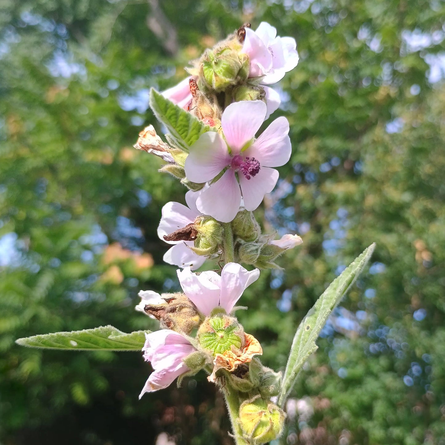 Handgeerntete Echter Eibisch Samen (Althaea officinalis) – Heilpflanze mit rosa Blüten von Amigato
