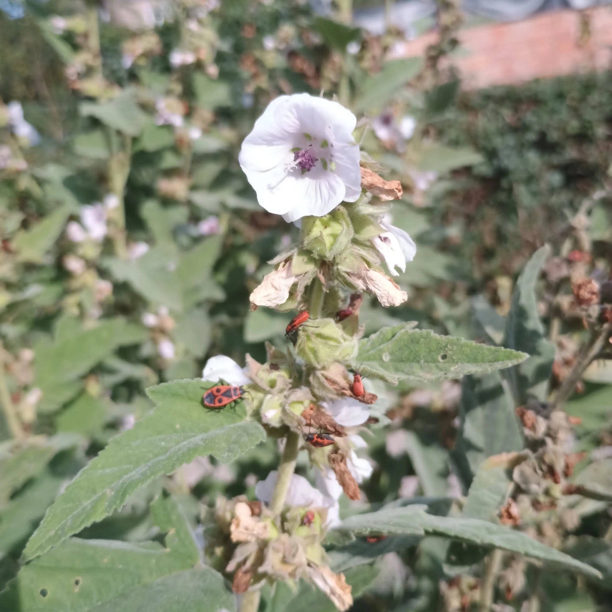 Eibisch Samen (Althaea officinalis)