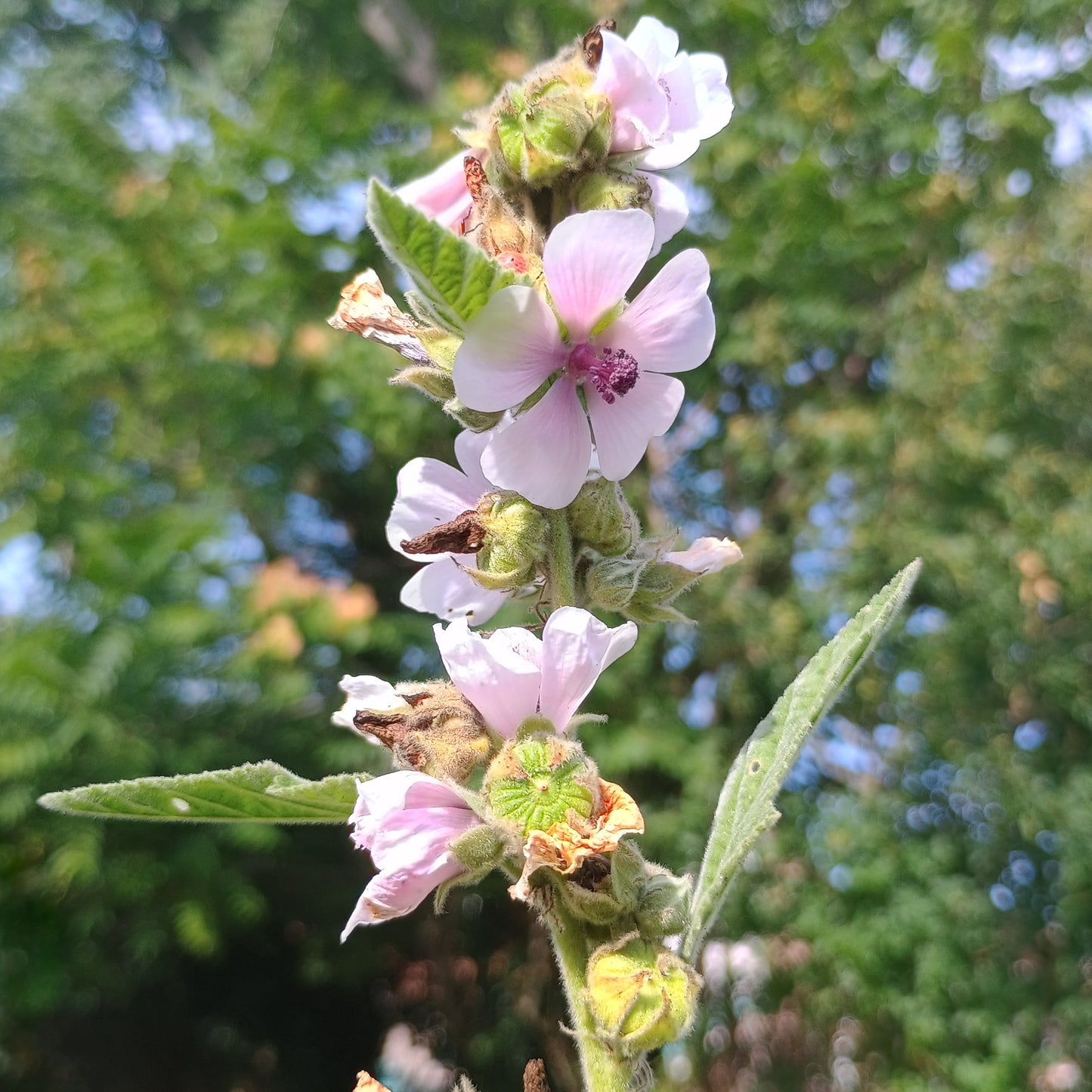 Echter Eibisch (Althaea officinalis), mit dicht beblättertem Stängel und großen, rosafarbenen Blüten mit auffälligem Staubfadenbündel.
