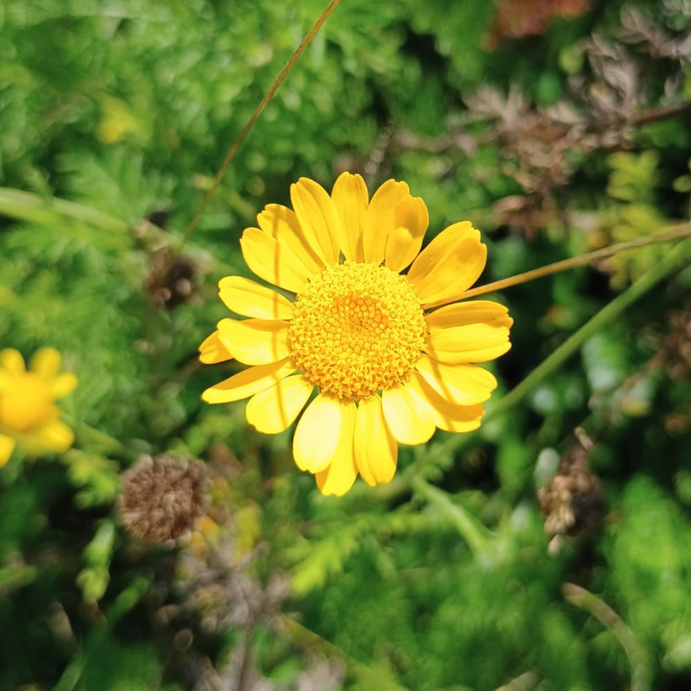 Färberkamille (Anthemis tinctoria), mit leuchtend gelben, margeritenähnlichen Blütenköpfen.