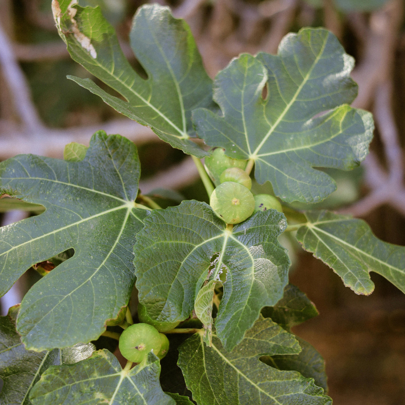 Feigenbaum mit Feigen