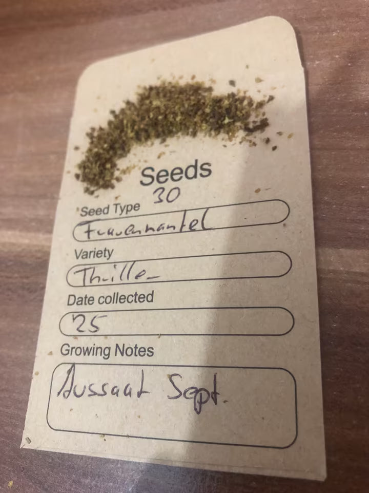 Samen des Frauenmantels (Alchemilla vulgaris), kleine Nussfrüchte mit Kelch, die im Herbst reifen und für die natürliche Verbreitung durch Tiere sorgen