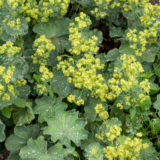 Frauenmantel (Alchemilla vulgaris) – Heilpflanze von Amigato