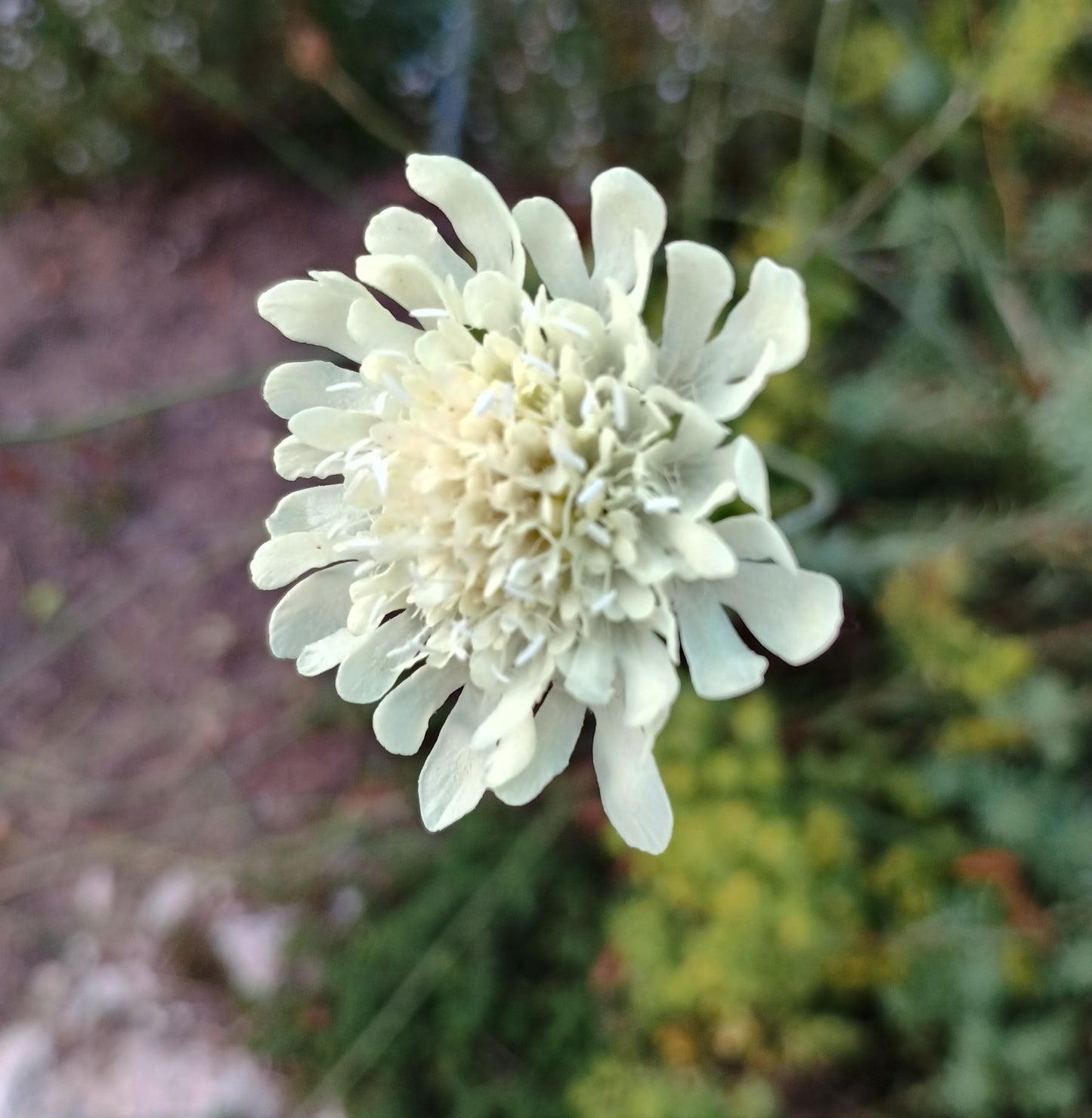 Gelbe Skabiose (Scabiosa ochroleuca), mit weichgelben, kugeligen Blütenköpfen.