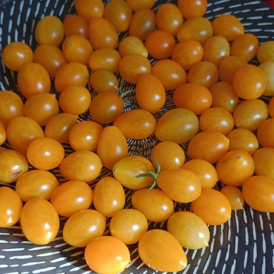 Gelbe Datteltomaten (Solanum lycopersicum), mit gelben, ovalen, dattelförmigen Früchten