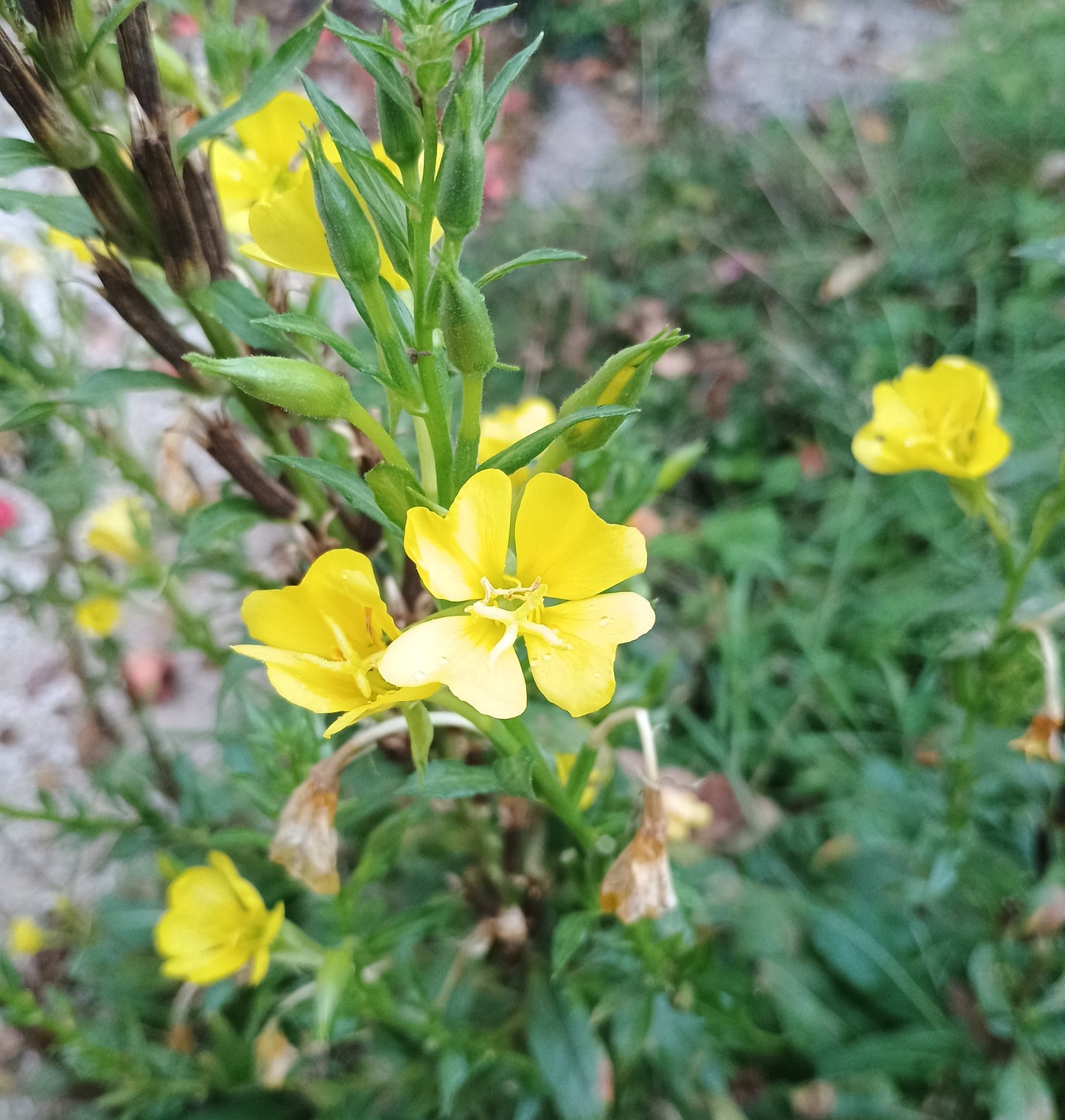 Gemeine Nachtkerze (Oenothera biennis), mit kräftigem, aufrechtem Wuchs, länglichen, grob gezähnten Blättern und großen, leuchtend gelben Blüten, die abends aufblühen.