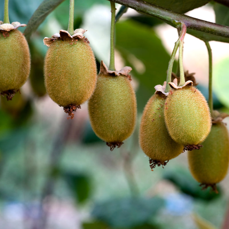 Handgeerntete Grüne Kiwi Samen (Actinidia deliciosa) – Klassische grüne Früchte von Amigato