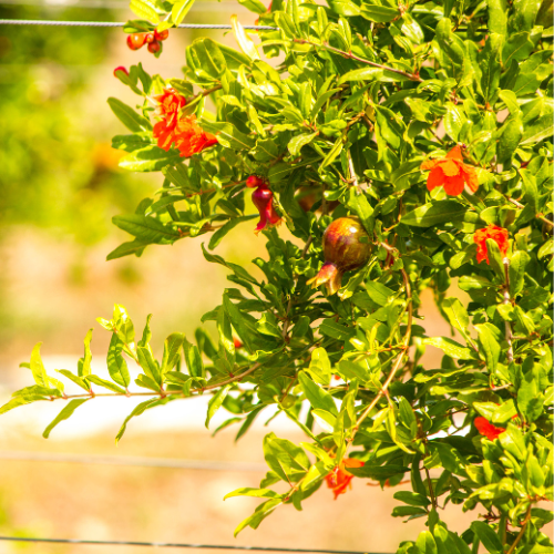 Granatapfel (Punica granatum), mit dichten, glänzend grünen Blättern, roten, röhrigen Blüten und runden, apfelgroßen, leuchtend roten Früchten.