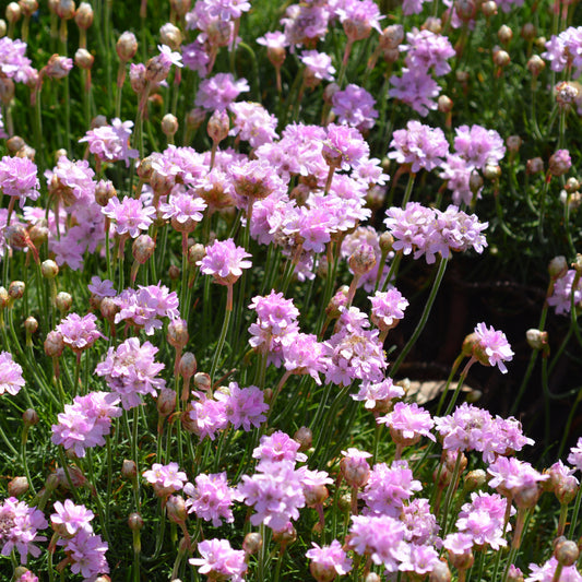 Handgeerntete Grasnelke Samen (Armeria maritima) – Pflegeleichte Pflanze von Amigato