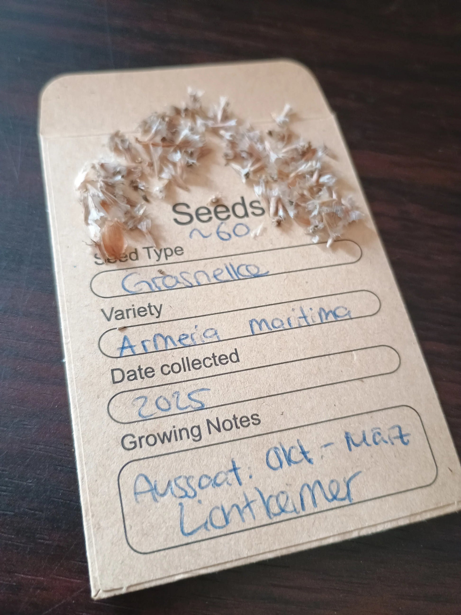 Grasnelke Samenpackung (Armeria maritima)