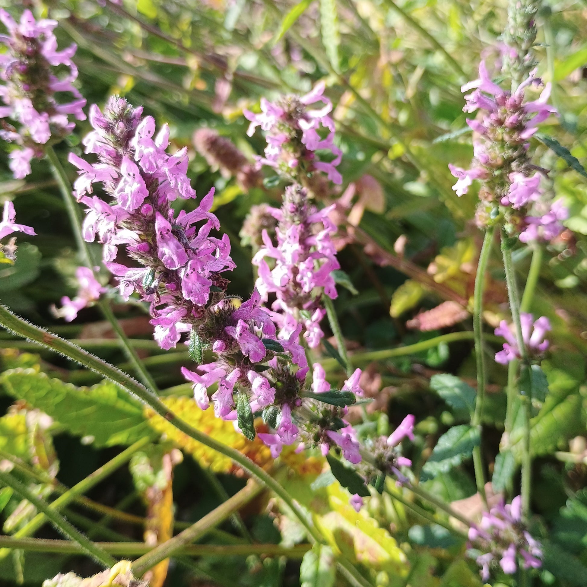 Heilziest (Stachys officinalis), mit aufrechtemnWuchs, länglichen, dunkelgrünen Blättern und rosa- bis purpurfarbenen Blütenähren.