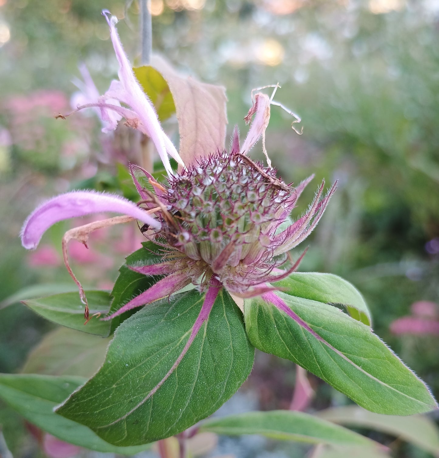 Indianernessel (Monarda didyma), mit gezähntem Laub und markanten, rosa Blüten in quirligen Köpfchen