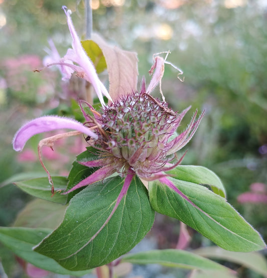 Indianernessel (Monarda didyma), mit gezähntem Laub und markanten, rosa Blüten in quirligen Köpfchen
