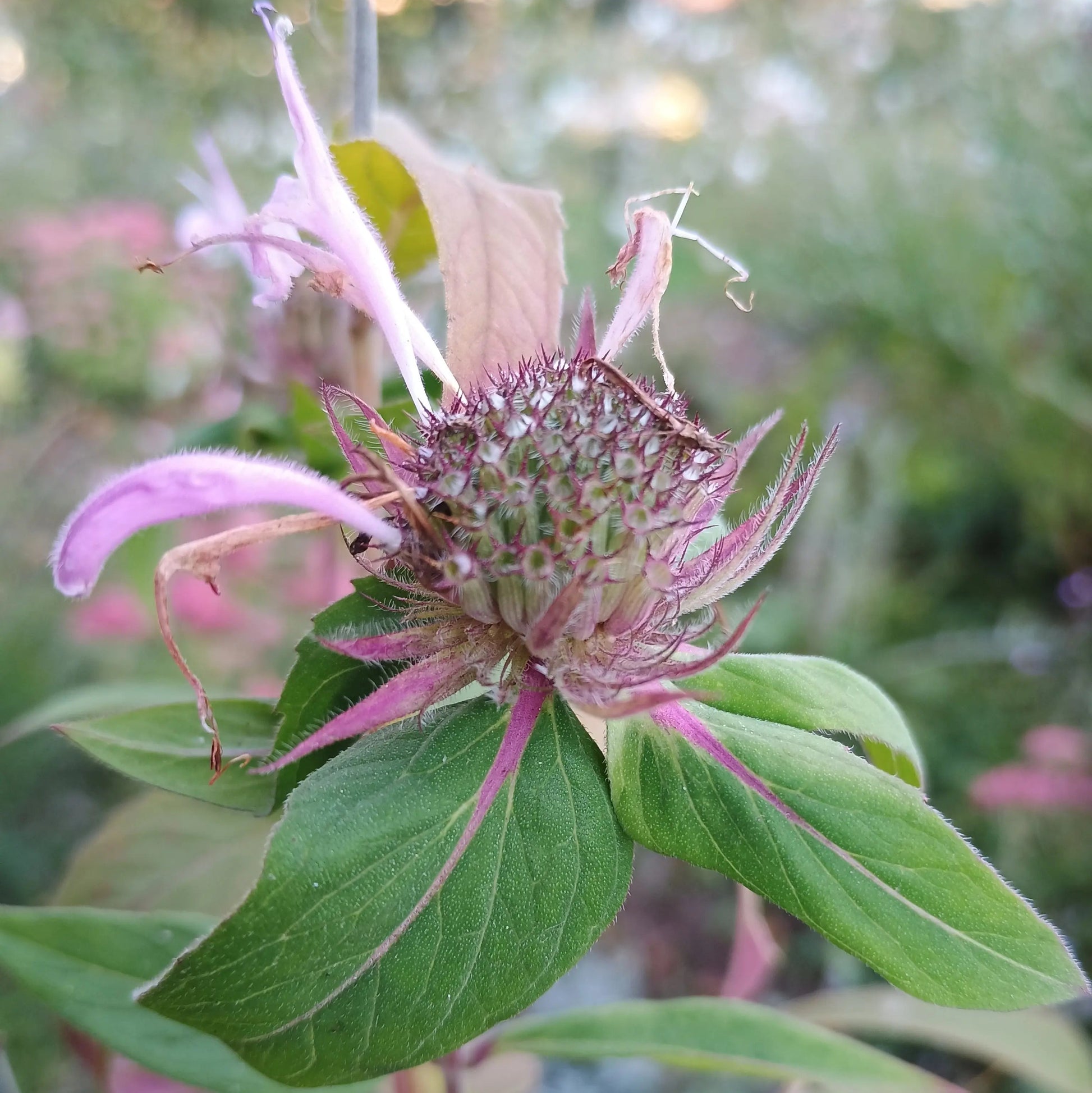Handgeerntete Indianernessel Samen (Monarda didyma) – rote Blüten von Amigato