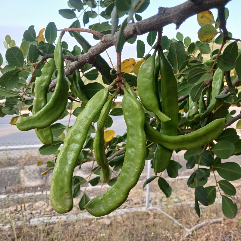 Johannisbrotbaum Patenschaft