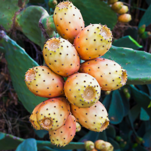 Kaktusfeige (Opuntia ficus-indica), mit flachen, ovalen, blaugrünen Sprossgliedern, dornigen Areolen und großen, gelben bis orangefarbenen Kaktusfeigen .