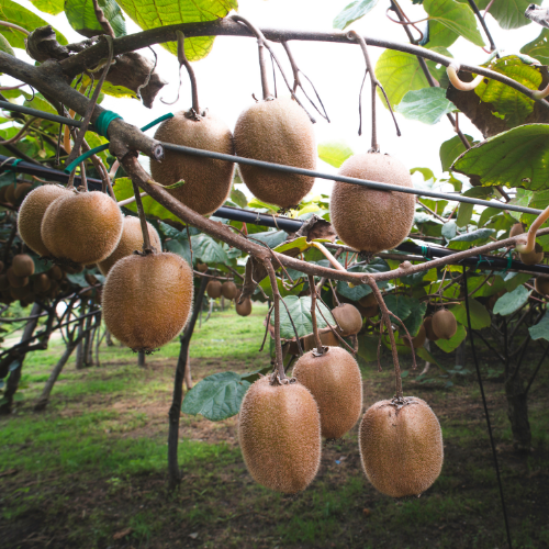Grüne Kiwi (Actinidia deliciosa), kräftige, kletternde Schlingpflanze mit großen, dunkelgrünen, ovalen Blättern und Ovale, braun-behaarte Kiwi-Frucht mit saftigem, leuchtend grünen Fruchtfleisch, feinsäuerlichem, erfrischendem Geschmack und vielen kleinen schwarzen Samen, reich an Vitamin C.