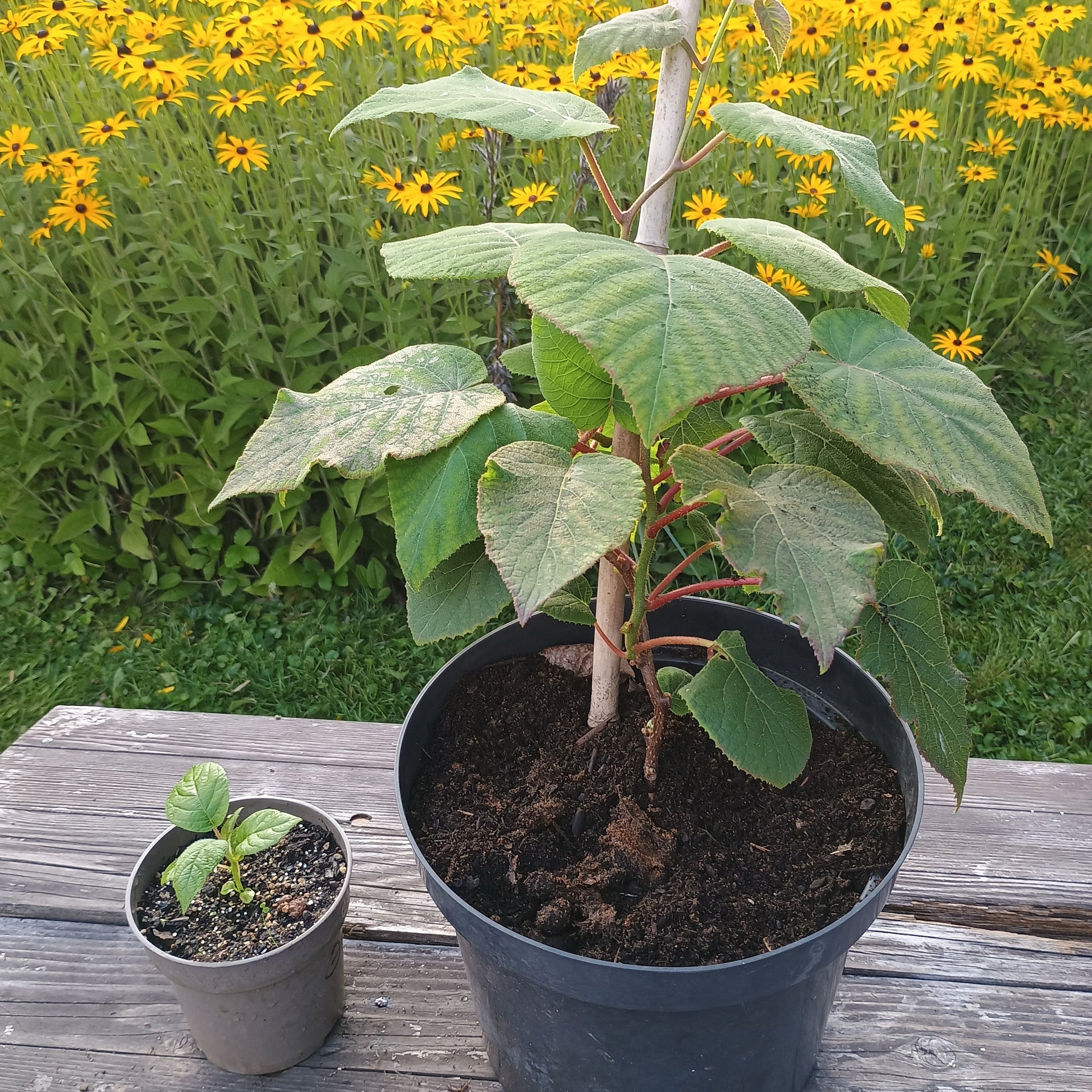 Kiwi (Actinidia arguta) ist eine schlingende Kletterpflanze mit frischgrünen, großen Blättern und cremeweißen Blüten. 