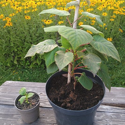 Kiwi (Actinidia arguta) ist eine schlingende Kletterpflanze mit frischgrünen, großen Blättern und cremeweißen Blüten. 