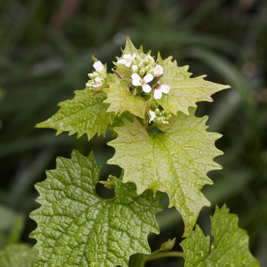 Handgeerntete Knoblauchsrauke Samen (Alliaria petiolata) – Wildkraut mit Knoblauchduft von Amigato