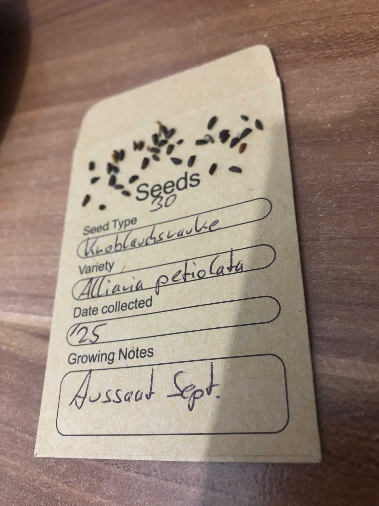 Dunkle Samen der Knoblauchsrauke (Alliaria petiolata) in schmalen Schoten, etwa 4 mm groß, reifen im Sommer