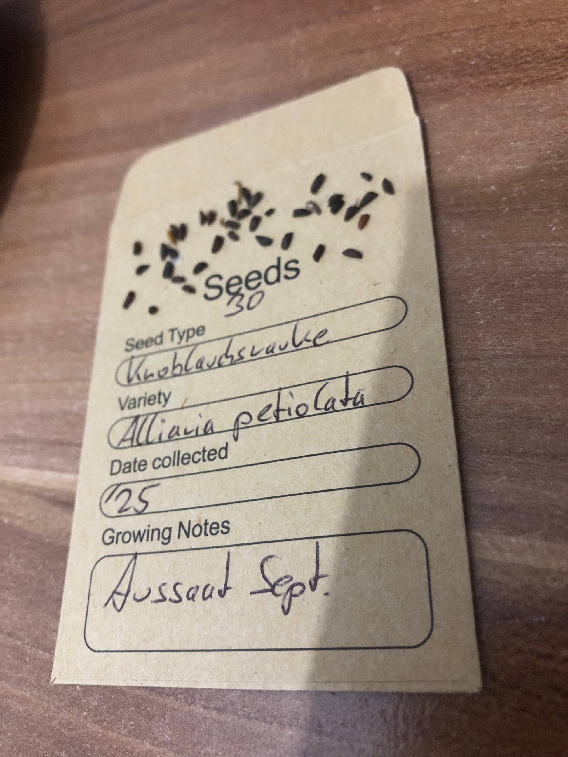 Dunkle Samen der Knoblauchsrauke (Alliaria petiolata) in schmalen Schoten, etwa 4 mm groß, reifen im Sommer