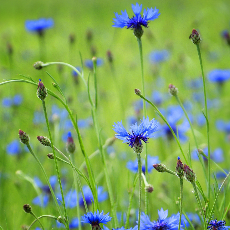 Kornblume (Centaurea cyanus), mit leuchtend blauen, strahlenförmigen Blütenköpfen an schlanken Stängeln.