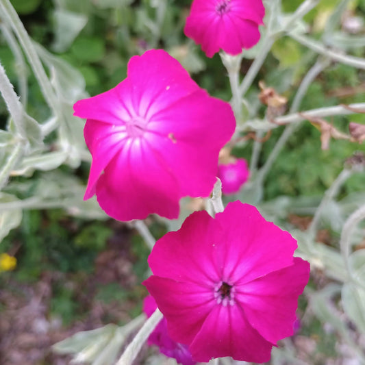 Handgeerntete Kronen-Lichtnelke rot Samen (Silene coronaria) – purpurrote Blüten von Amigato