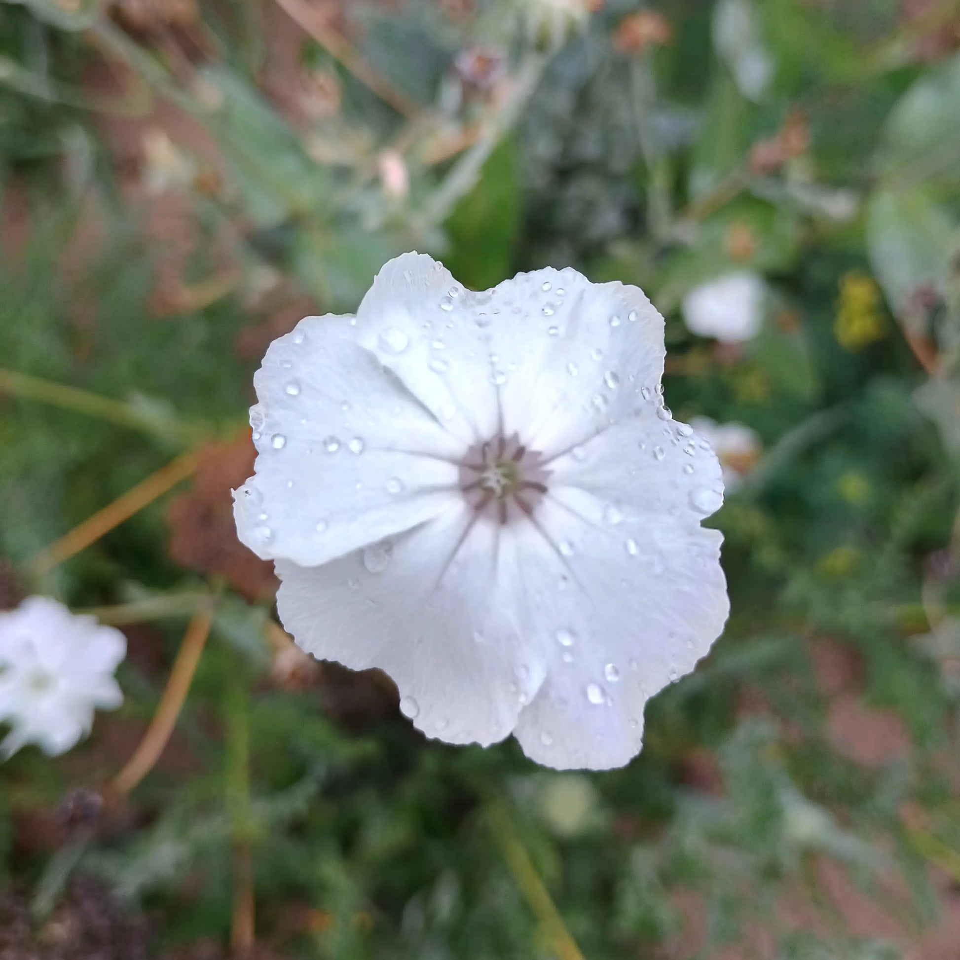 Handgeerntete Kronen-Lichtnelke weiß Samen (Silene coronaria) – filzige weiße Blüten von Amigato