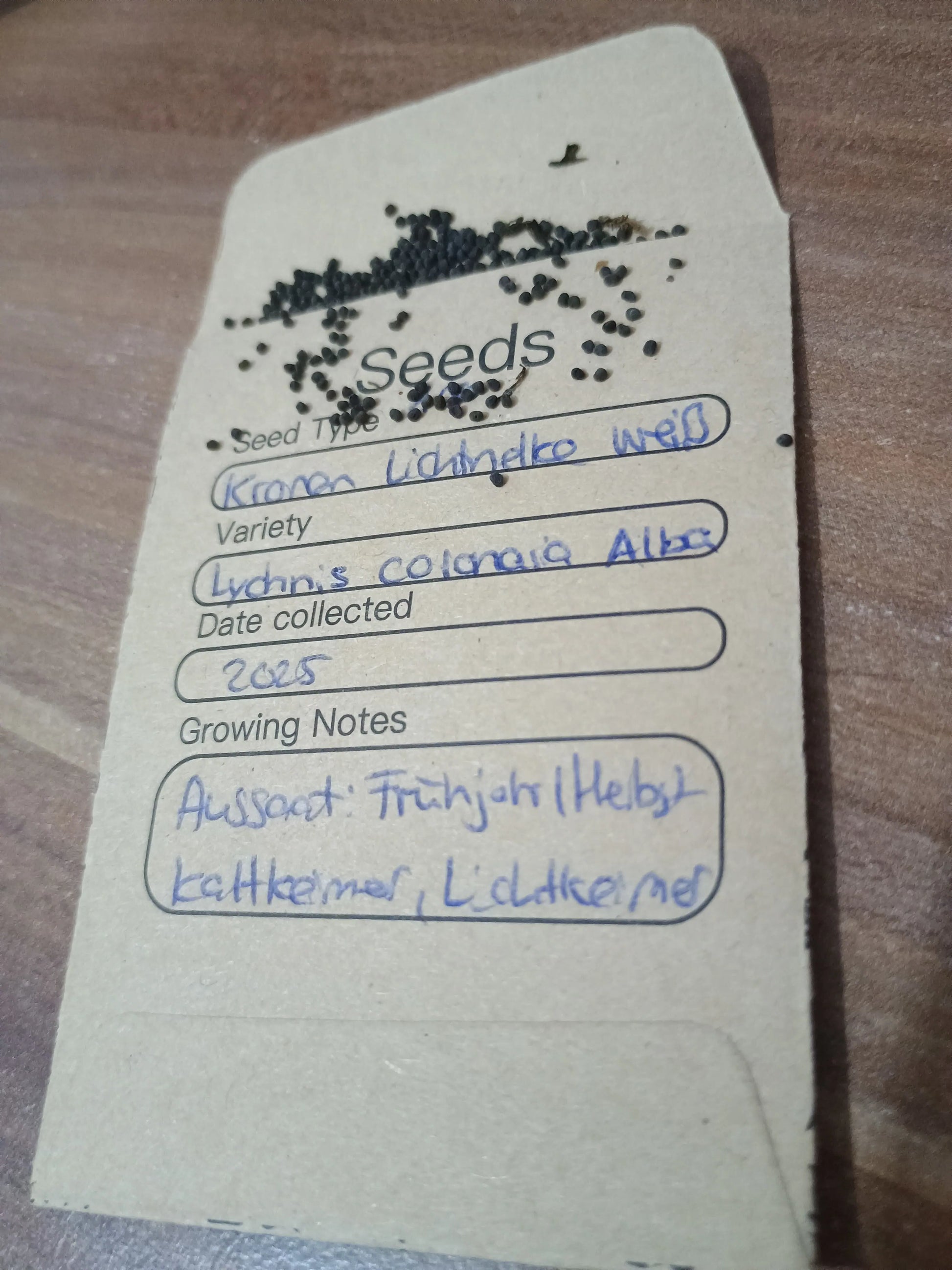 Kronen-Lichtnelke weiß Samenpackung (Silene coronaria)