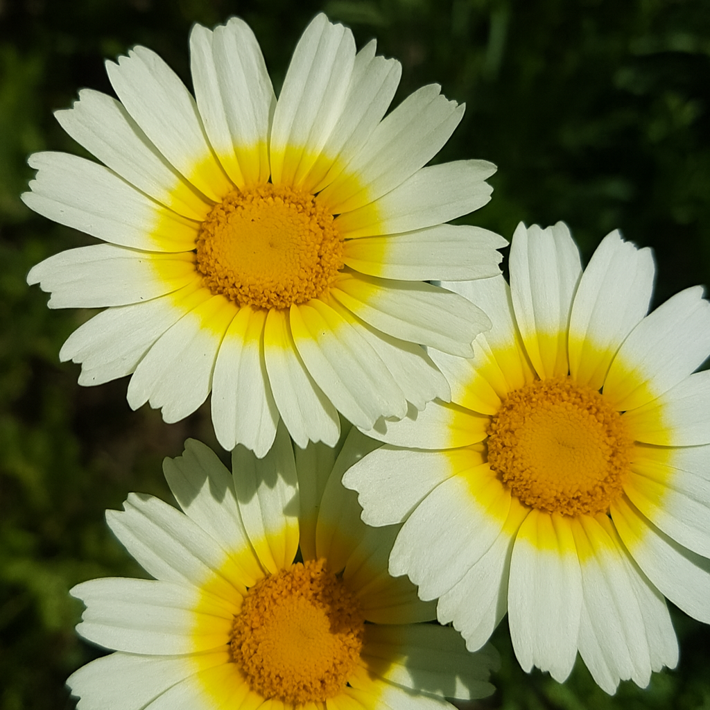 Kronenwucherblume (Glebionis coronaria), mit gelben, kronenförmigen Blüten.