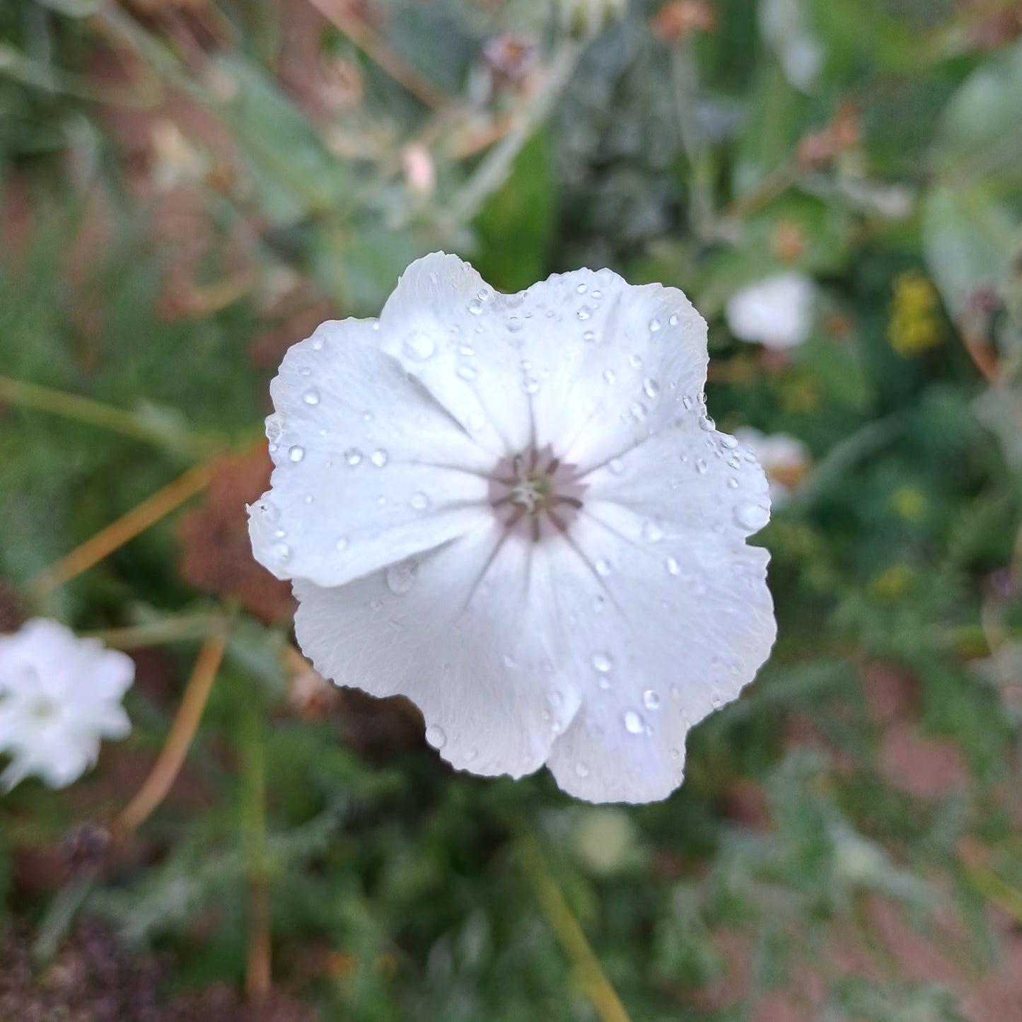 Kronenlichtnelke (Lychnis coronaria), mit auffälligen, reinweißen Schalenblüten.