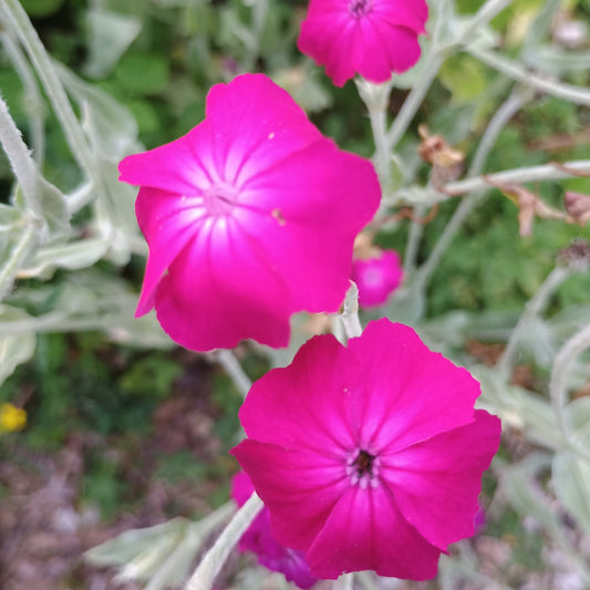 Kronenlichtnelke (Lychnis coronaria), mit silbrig behaarten, aufrechten Stängeln, lanzettlichen, graugrünen Blättern und auffälligen, leuchtend roten Schalenblüten.